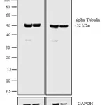 Thermo Fisher Scientific Goat anti-Rat IgG2a Secondary Antibody, HRP