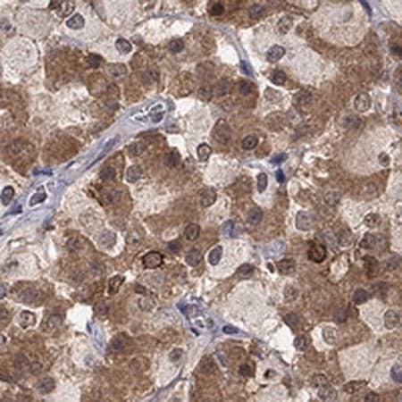 Merck Anti-CCDC66 antibody produced in rabbit