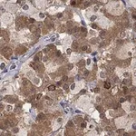 Merck Anti-CCDC66 antibody produced in rabbit