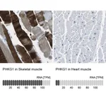 Merck Anti-PHKG1 antibody produced in rabbit