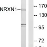 Merck ANTI-NRXN1