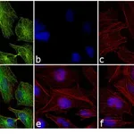 Thermo Fisher Scientific Donkey anti-Rabbit IgG (H+L) Cross-Adsorbed Secondary Antibody, FITC