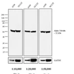 Thermo Fisher Scientific Donkey anti-Rat IgG (H+L) Secondary Antibody, HRP