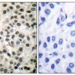 Merck ANTI-MEF2A ANTIBODY PRODUCED IN RABBIT