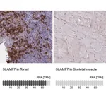 Merck Anti-SLAMF7 antibody produced in rabbit