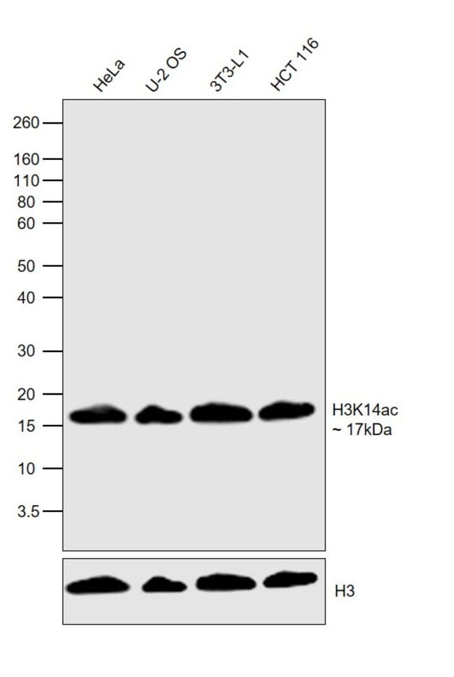 Thermo Fisher Scientific H3K14ac Recombinant Superclonal Antibody (31HCLC), ChIP-Verified
