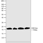 Thermo Fisher Scientific H3K14ac Recombinant Superclonal Antibody (31HCLC), ChIP-Verified