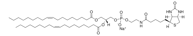 Merck 18:1 Biotinyl PE