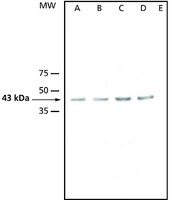 Merck ANTI-ATMPK3, ANTIBODY PRODUCED IN RABBIT