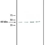 Merck ANTI-ATMPK3, ANTIBODY PRODUCED IN RABBIT