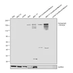 Thermo Fisher Scientific Goat anti-Human IgG (H+L) Secondary Antibody, HRP