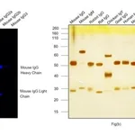 Thermo Fisher Scientific Goat anti-Mouse IgG (H+L) Highly Cross-Adsorbed Secondary Antibody, Alexa Fluor Plus 680
