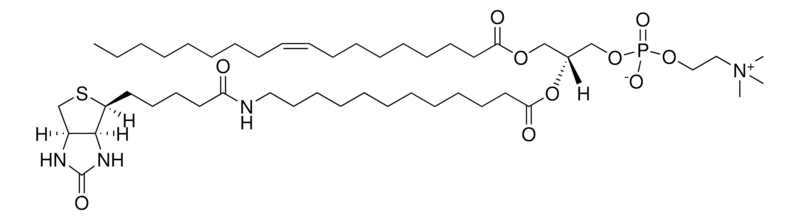 Merck 18:1-12:0 Biotin PC