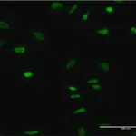 Merck Monoclonal Anti-OLIG2 antibody produced in mouse