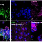 Thermo Fisher Scientific Donkey anti-Goat IgG (H+L) Highly Cross-Adsorbed Secondary Antibody, Alexa Fluor Plus 488
