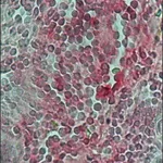 Merck ANTI-HUMAN IGG (WHOLE MOLECULE) ALKALIN&
