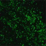 Merck ANTI-RABBIT IGG (WHOLE MOLECULE) BIOTIN&