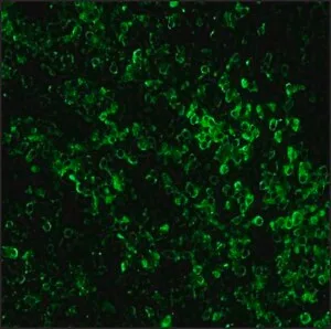 Merck ANTI-RABBIT IGG (WHOLE MOLECULE) BIOTIN&