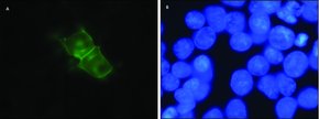 Merck ANTI-D SUB 1 /SUB DOPAMINE RECEPTOR AN&