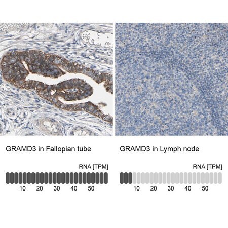 Merck Anti-GRAMD3 antibody produced in rabbit