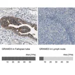Merck Anti-GRAMD3 antibody produced in rabbit