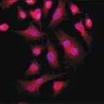 Merck ANTI-PKM2 (C-TERMINAL), ANTIBODY PRODUC&