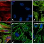 Thermo Fisher Scientific Goat anti-Rabbit IgG (H+L) Secondary Antibody, DyLight 680