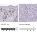 Merck Anti-BCL11B antibody produced in rabbit