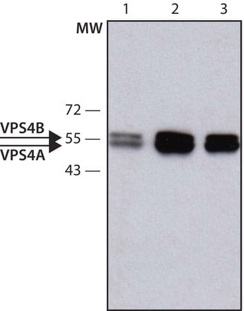 Merck Anti-VPS4 antibody produced in rabbit
