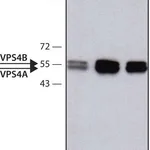 Merck Anti-VPS4 antibody produced in rabbit
