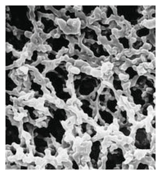 Thermo Fisher Scientific MF-Millipore Membrane Filter, 0.45 &mu;m, Gridded