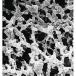Thermo Fisher Scientific MF-Millipore Membrane Filter, 0.45 μm, Gridded