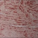 Merck MONOCLONAL ANTI-CONNEXIN 43 (CLONE