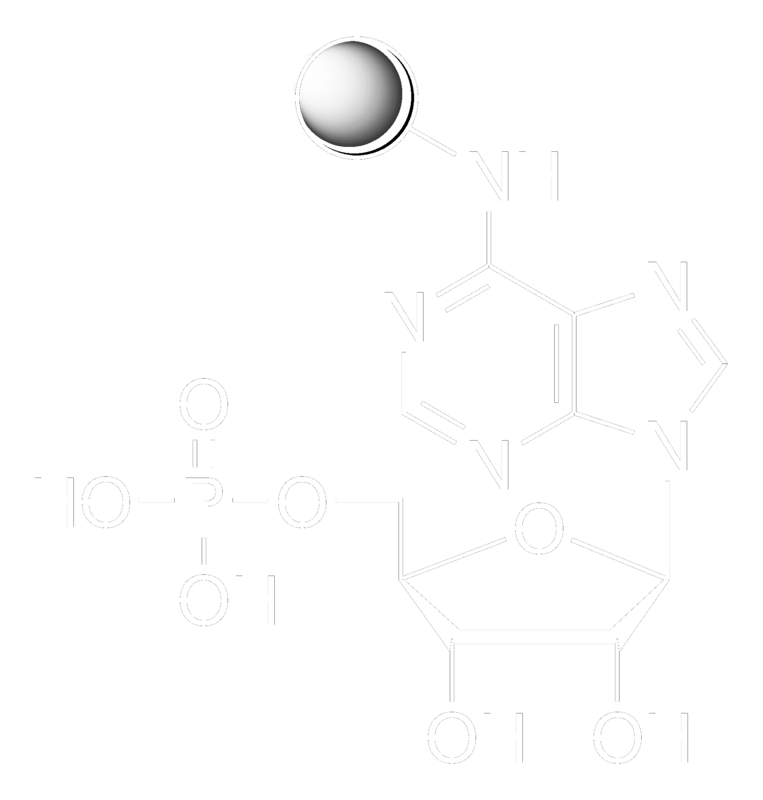Merck Adenosine 5'-monophosphate-Agarose