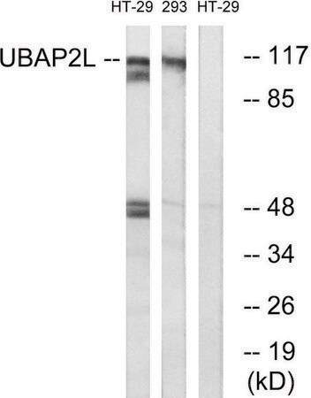 Merck Anti-UBAP2L antibody produced in rabbit