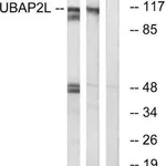 Merck Anti-UBAP2L antibody produced in rabbit