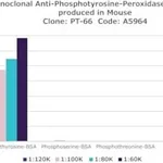 Merck MONOCLONAL ANTI-PHOSPHOTYROSINE, &