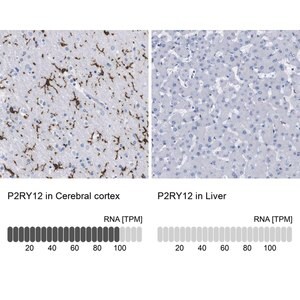 Merck ANTI-P2RY12