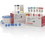 Thermo Fisher Scientific TOPO TA Cloning Kit, Dual Promoter, with pCRII-TOPO Vector and One Shot Mach1 T1 Phage-Resistant Chemically Competent E. coli