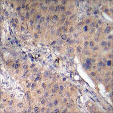 Merck Anti-phospho-AMPK beta1 (pSer181) antibody produced in rabbit