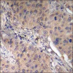 Merck Anti-phospho-AMPK beta1 (pSer181) antibody produced in rabbit