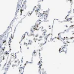 Merck Anti-ABHD3 antibody produced in rabbit