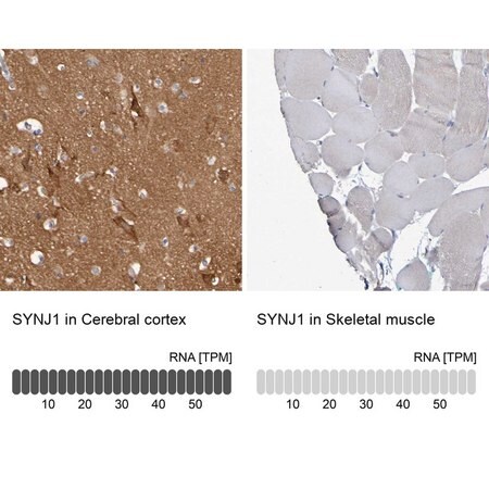 Merck Anti-SYNJ1 antibody produced in rabbit