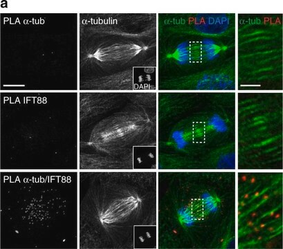 Merck ANTI-ALPHA-TUBULIN-FITC ANTIBODY, MOUSE&