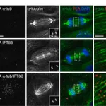 Merck ANTI-ALPHA-TUBULIN-FITC ANTIBODY, MOUSE&