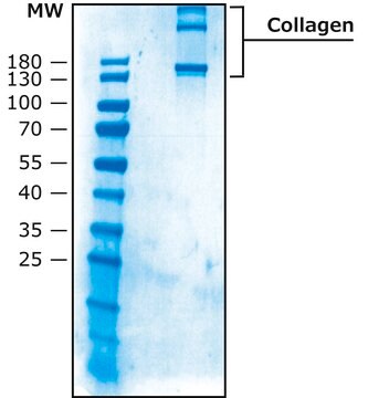 Merck COLLAGEN TYPE X, ACID SOLUBLE FROM HUMAN