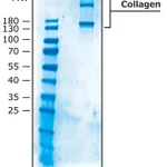 Merck COLLAGEN TYPE X, ACID SOLUBLE FROM HUMAN