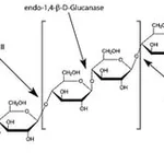 Merck ENDOGLUCANASE E1 FROM ACIDOTHERMUS CELLU