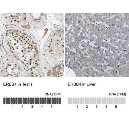 Merck Anti-ERBB4 antibody produced in rabbit