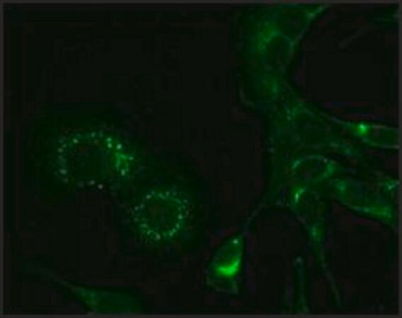Merck Monoclonal Anti-Hepatitis Virus (Strain A59) Nonstructural Protein 9 (nsp9) antibody produced in mouse